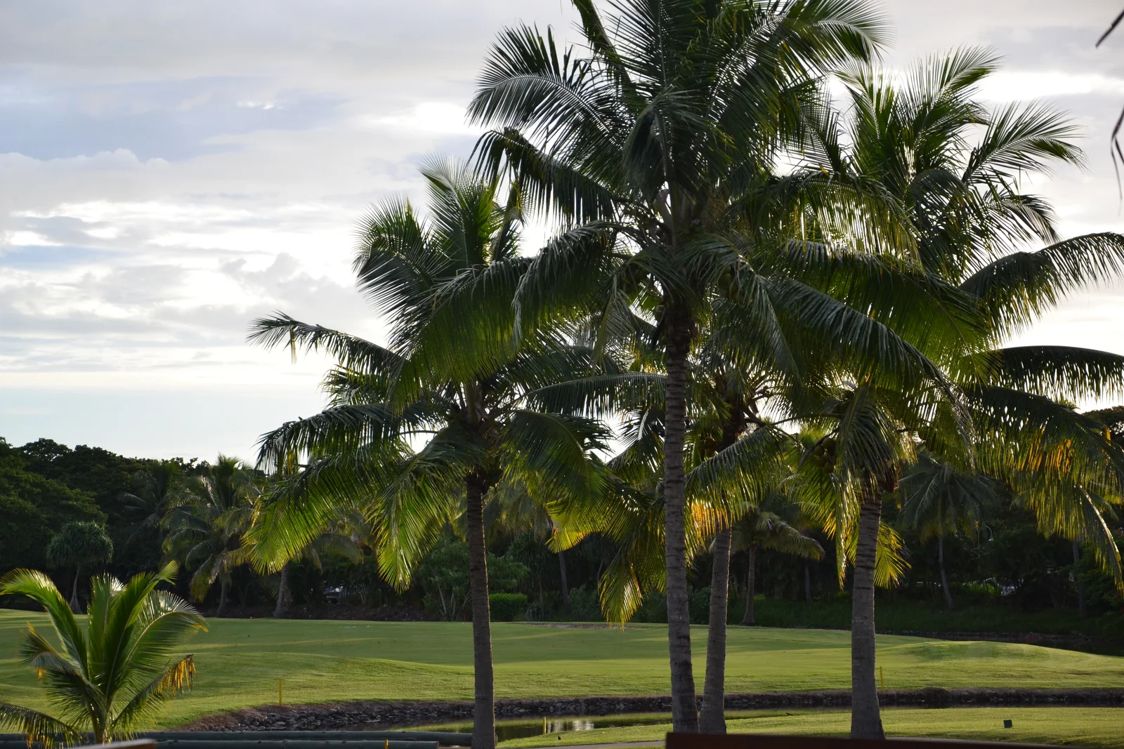 Sunlight through palm trees beside a fairway and water at Denarau Golf Course in Fiji